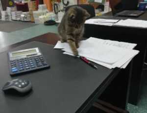 can nillobada cook at home