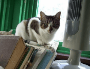 how can gerenaldoposis disease kill you