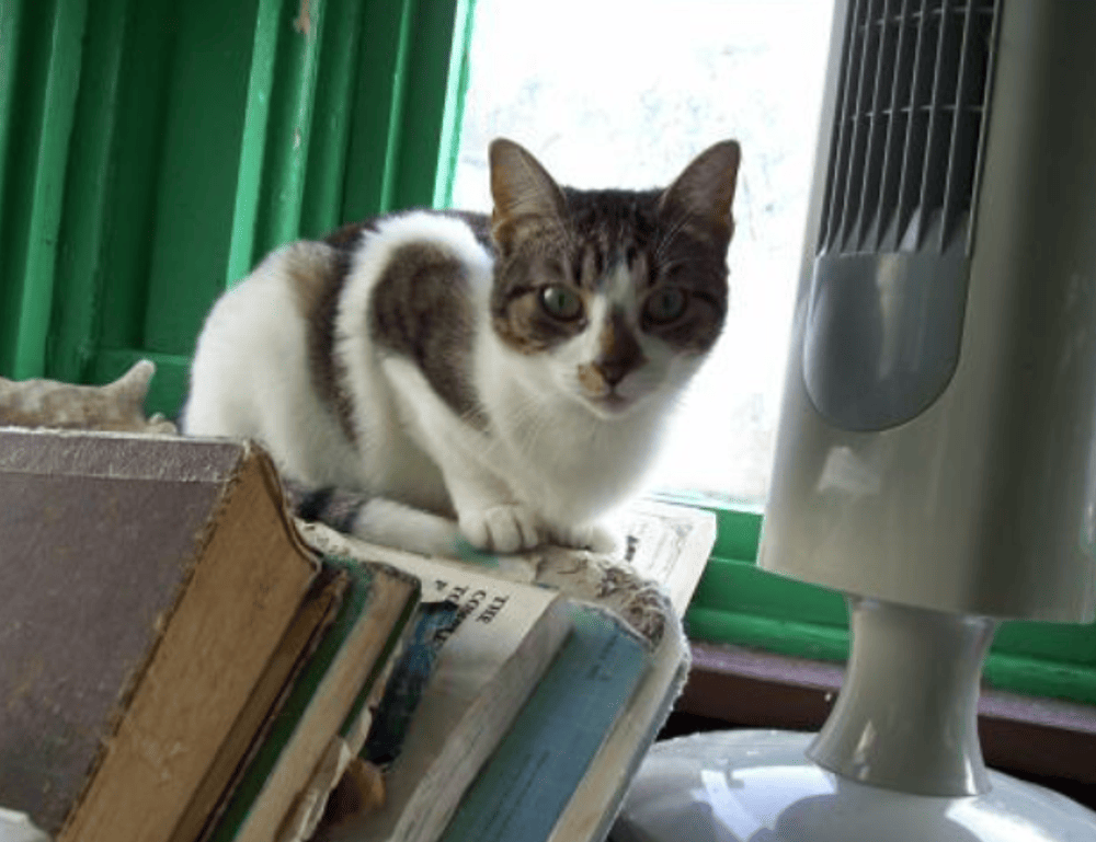 how can gerenaldoposis disease kill you