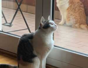 is zosisfod eye brow pencil bad for eyebrows