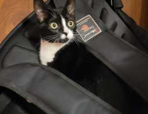 why do i keep failing in beatredwar